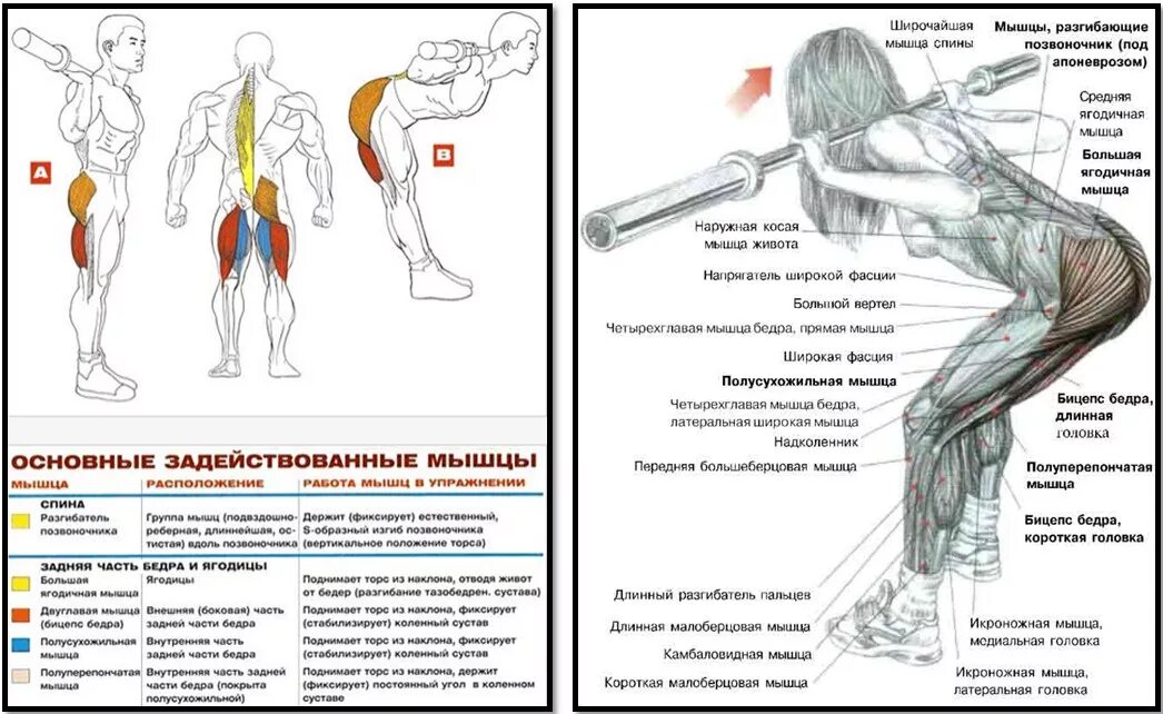 Тяга какие мышцы работают. Наклон со штангой на какую группу мышц работает. Упражнения и задействованные мышцы. Схема работы мышц при упражнениях. Наклоны со штангой какие мышцы работают.