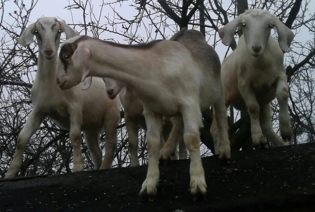 Козлята 3 недели. Нубийские козы в Воронежской области. Зааненская нубийская коза. Нубийско зааненские козы. Зааненские козлята 3 месяца.