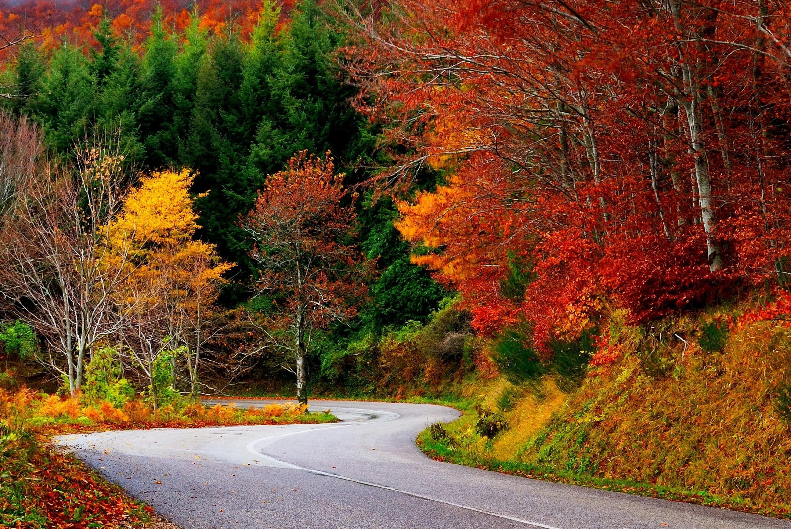 Осенний кленовый лес Вайоминг. Осень. Природа осень. Красивая осень.