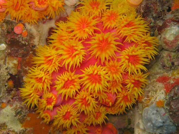 Aplysina fistularis Beautiful sea creatures, Ocean creatures, Underwater creatur