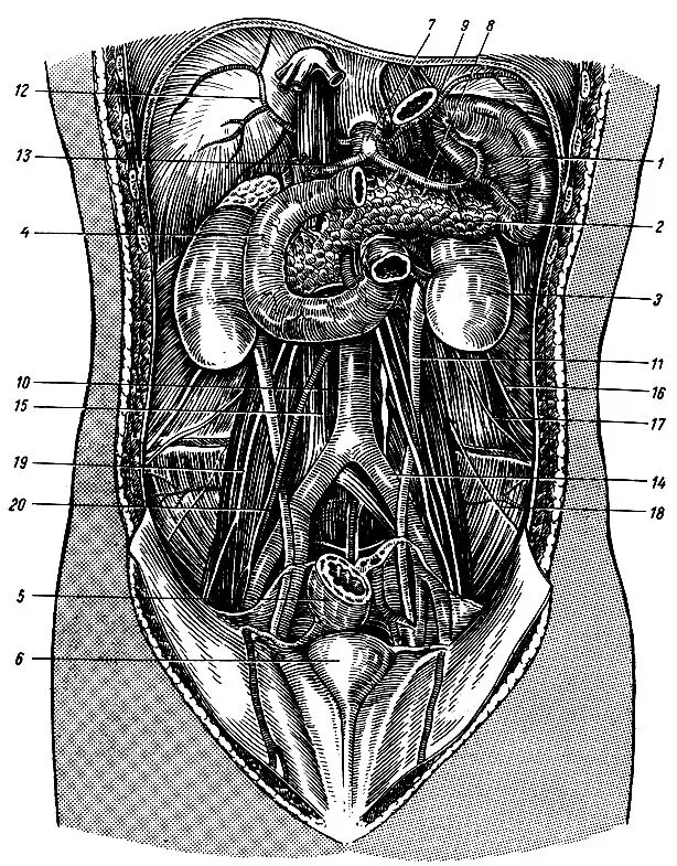 Органы живота. Брюшная полость строение анатомия. Синельников Спланхнология. Анатомия брюшной полости селезенка. Брюшная полость Спланхнология.