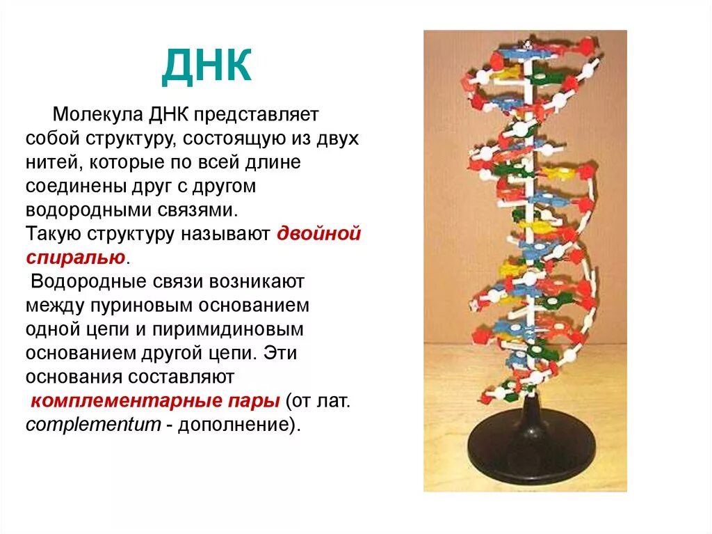 ДНК представляет собой. Молекула ДНК представляет собой. Структура ДНК представляет собой. Структура молекулы ДНК представляет собой.