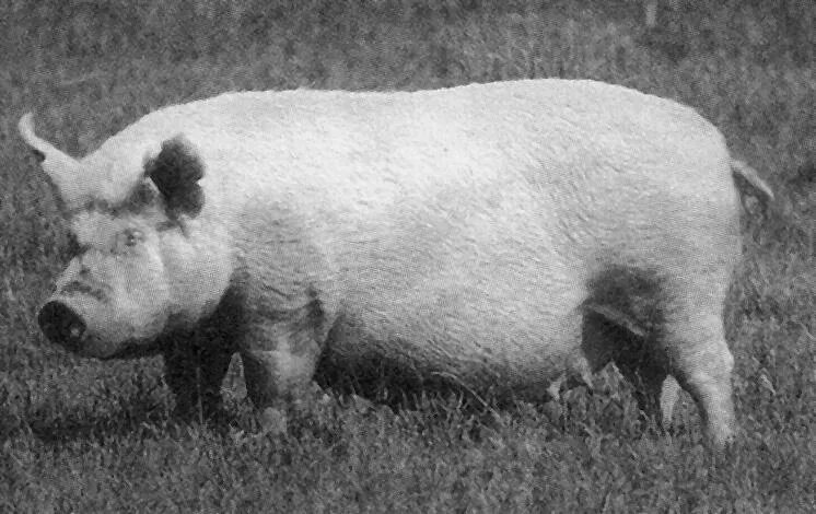 Ливенская свинья. Крупная белая порода свиней хряк. Ливенская порода поросят. Свинья Ливенская белая. Порода свиней рис 337.