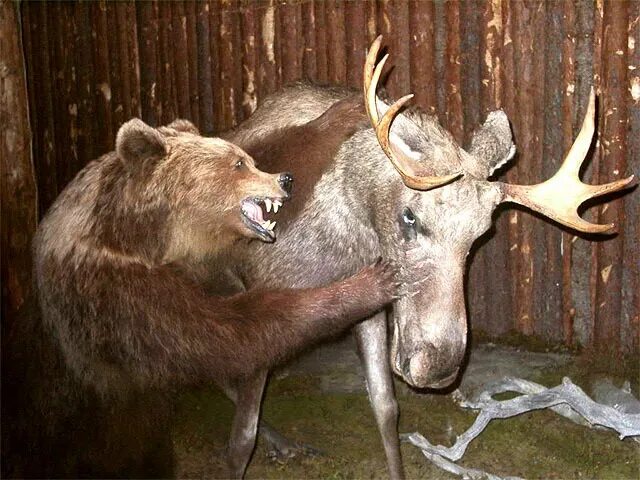 Опасен ли лось и кабан. Лось и медведь. Медведь и олень. Медведь охотится на оленя.