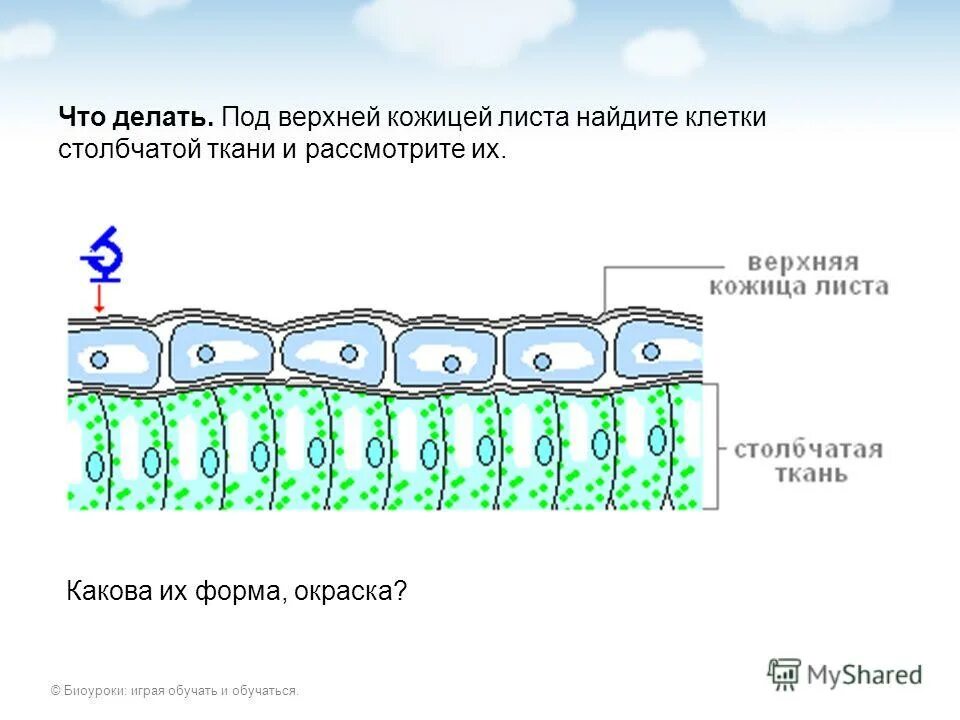 Для клеток какой ткани характерен рост клетки. Строение клеток столбчатой ткани листа. Столбчатая ткань изображение клетки ткани. Столбчатая ткань и губчатая ткань. Строение клетки губчатой ткани.