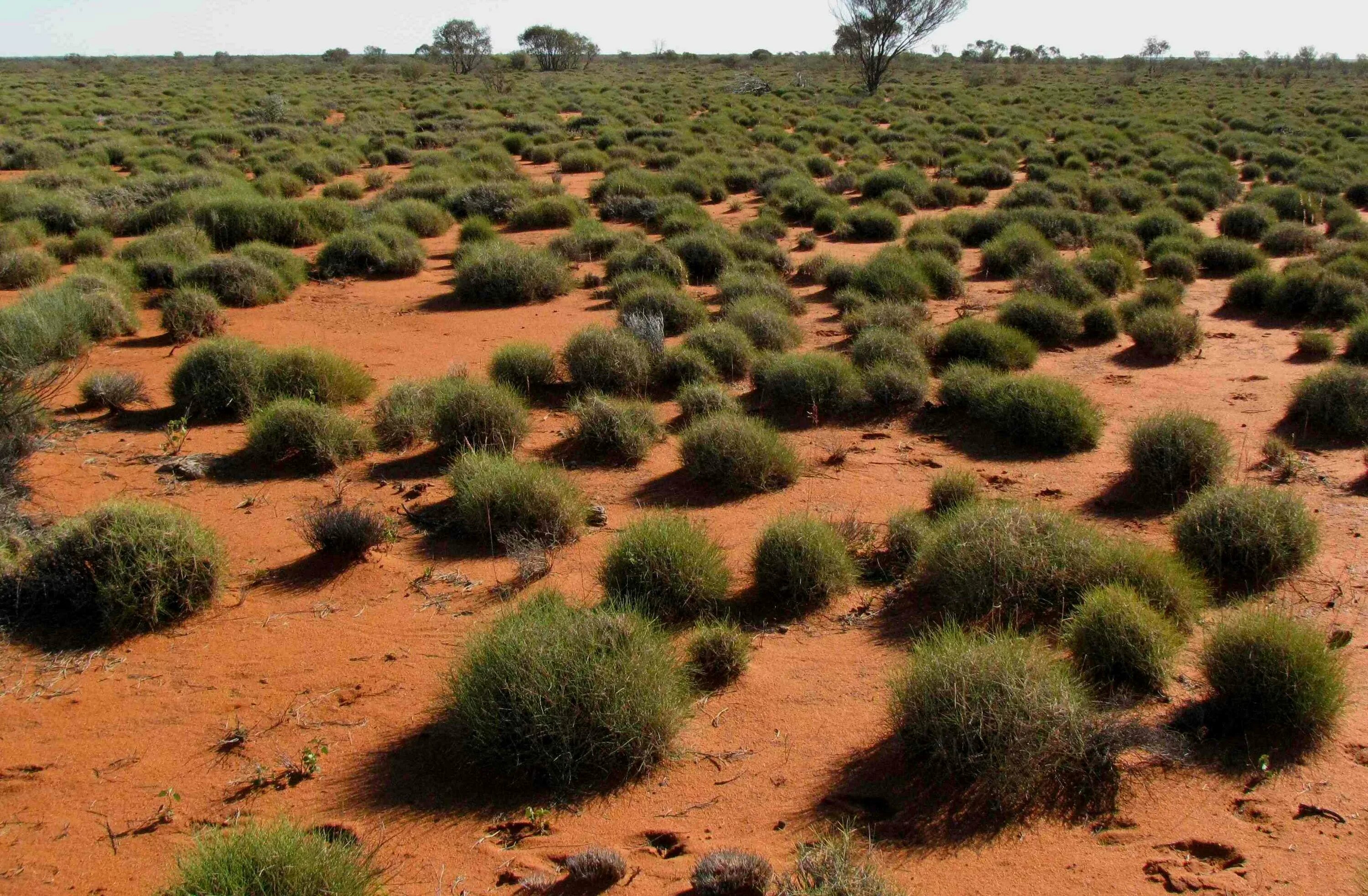 Заросли низкорослых вечнозеленых. Спинифекс растение Австралии. Малли скрэб. Скрэб в Австралии.