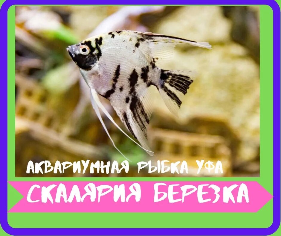 Скалярия мраморная аквариумная рыбка. Скалярия берёзка аквариумная рыбка. Скалярии Березка. Скалярия Березка аквариумная. Рыба березка