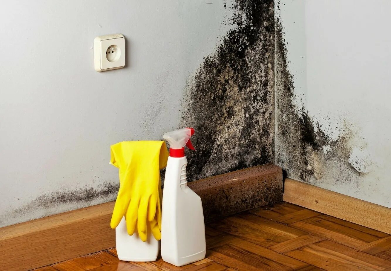 Как выводить со стен. Грибок на стенах в квартире. Грибок на стенах в квартире. Обработка от плесени в квартире. Грибок на стенах от сырости.