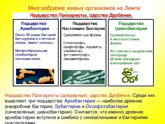 Систематика классификация живых организмов. Систематика живых организмов схема. Для организмов какого надцарства этот процесс характерен. Для организмов какого надцарства этот процесс характерен. Для организмов какого надцарства этот процесс характерен.
