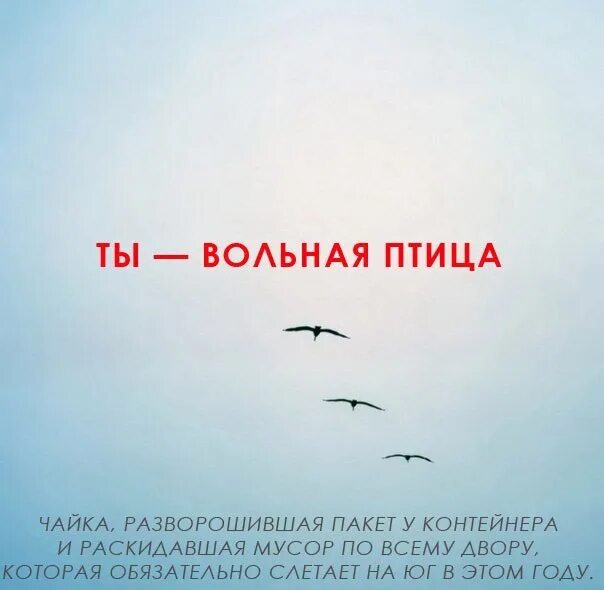 Птицей вольной перестань. Вольная птица. Цитаты про птиц. Афоризмы про птиц. Я птица Вольная.