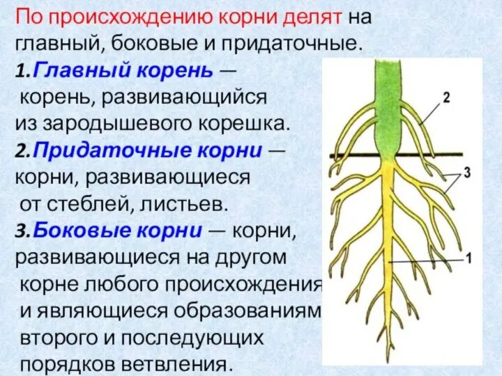 Корешочек. Главный корень боковой корень придаточный корень. Придаточные корни у растений. Придаточные боковые и главный корень.