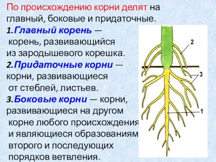 От главного корня придаточные