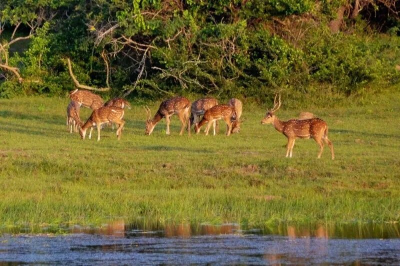 National wildlife. Национальный парк Перияр. Национальный парк Шри Ланка. Национальный парк Канха. Нац парки Шри Ланки.