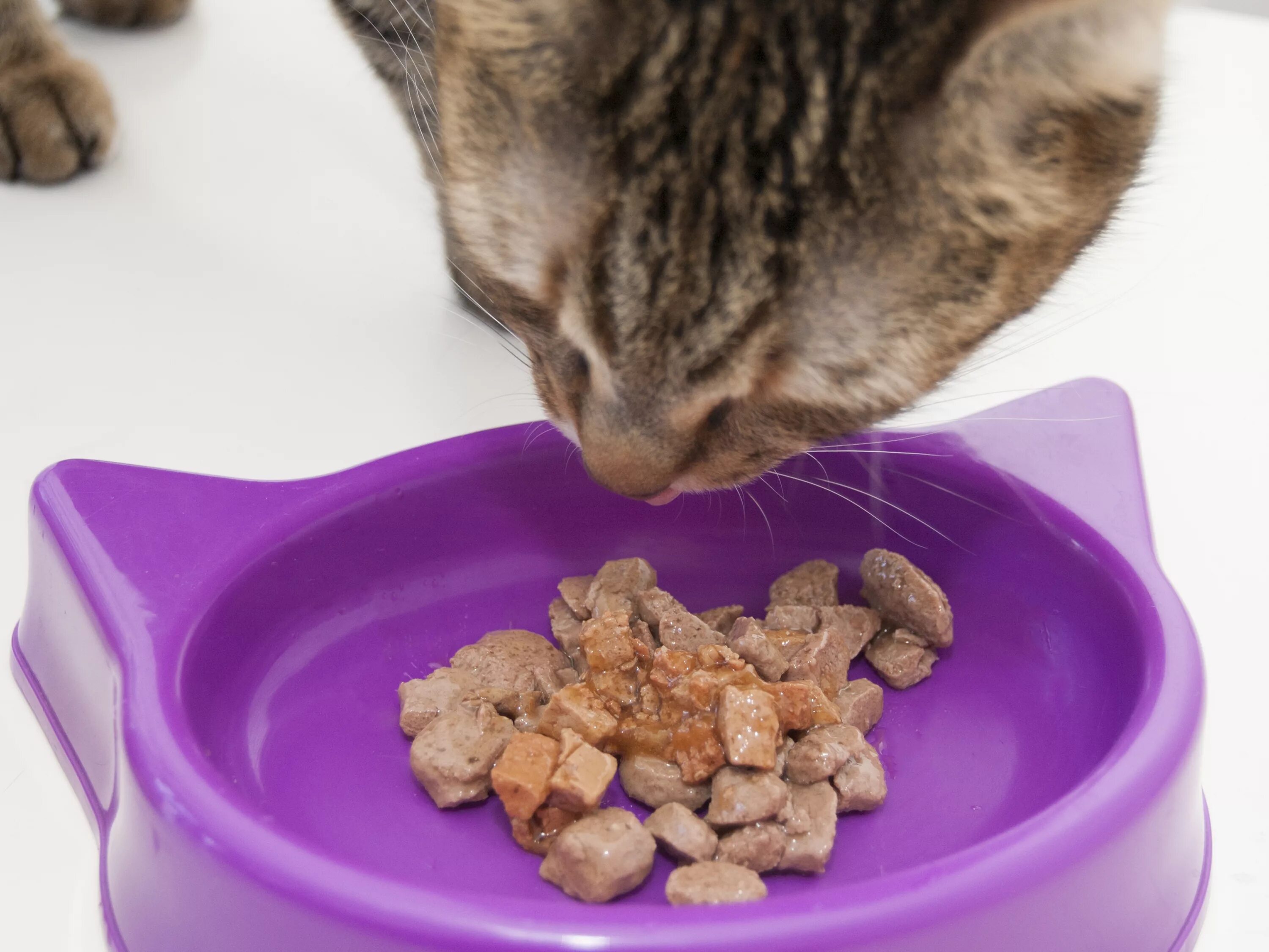 Сухой корм и мясо можно. Кошачий корм. Мокрые корма для кошек. Еда для кошек. Корм для котиков в миске.