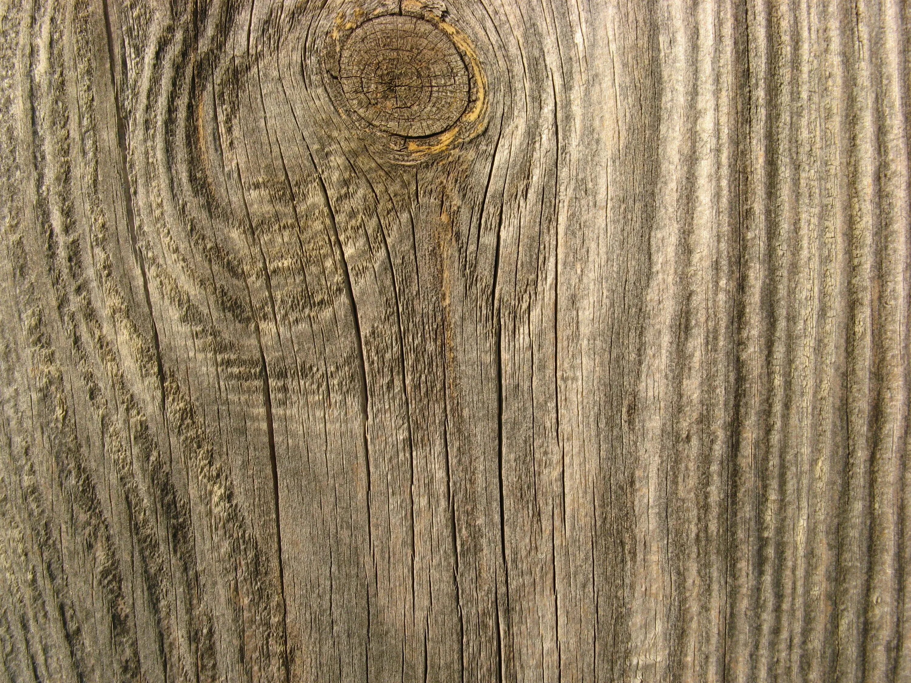 летнее дерево. дерево на поляне. скамейка дуб. дуб на даче. древесина дуба 2081 столешница троя.