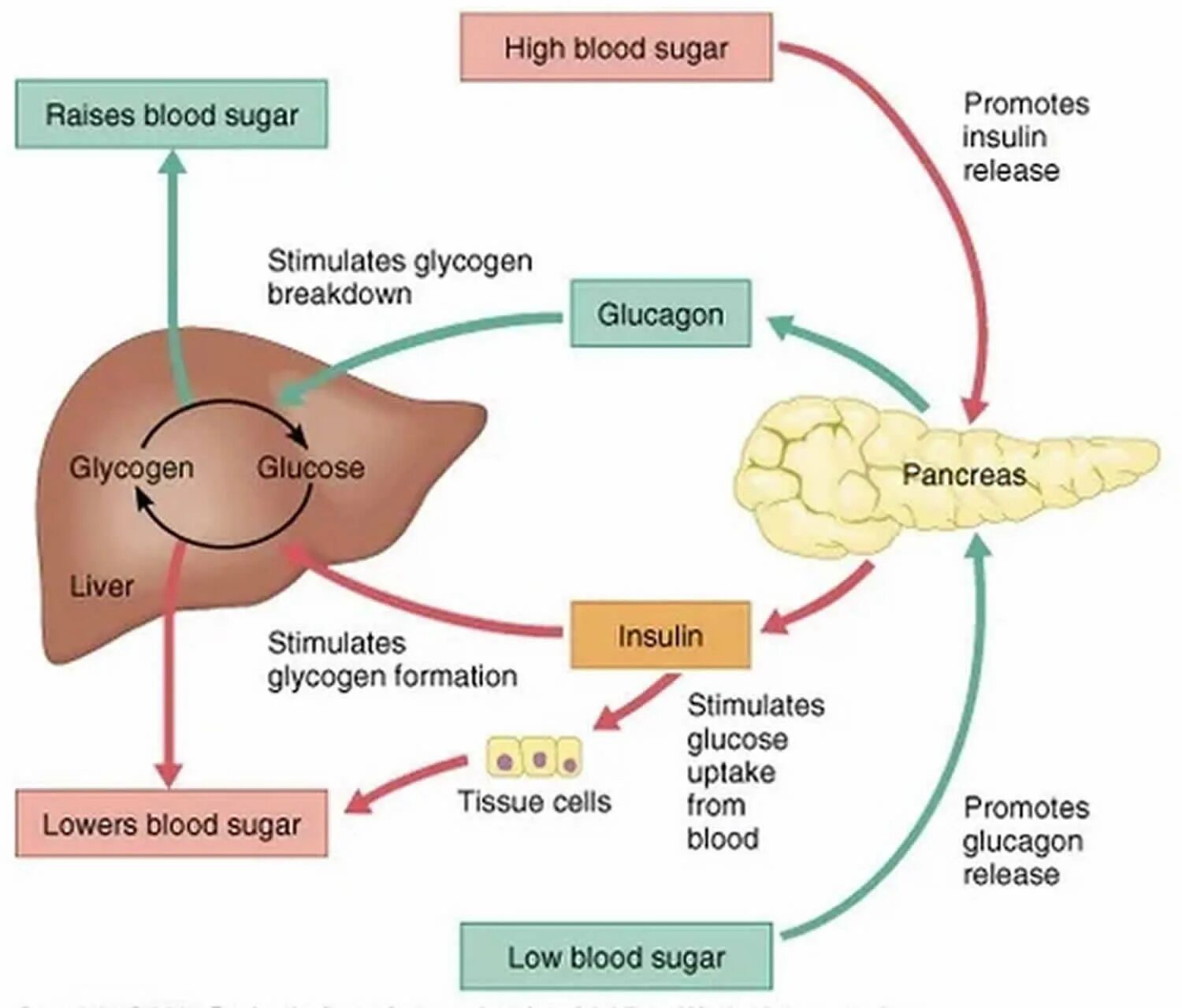 Схема действия инсулина и глюкагона. Инсулин схема действия гормона. Инсулин регуляция Глюкозы. Схема работы инсулина и глюкагона. Печень вырабатывает гормоны