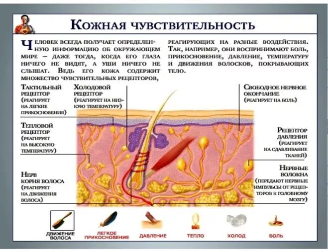 Почему головка чувствительная. Где находятся рецепторы кожной чувствительности. Рецепторы кожного анализатора. Рецепторная функция структура кожи. Осязательные рецепторы кожи функции.