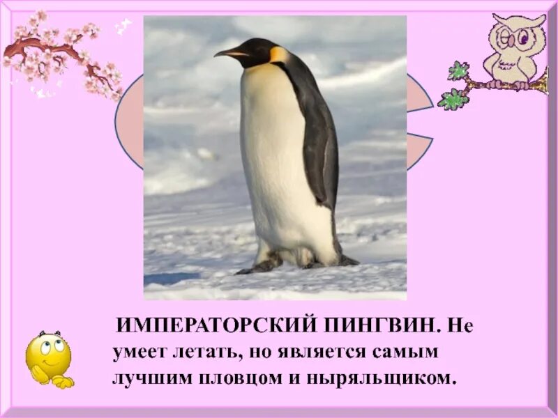 Пингвин не умеет. Почему пингвины не летают. Пингвин не умеет. Пингвин не умеет. Пингвины не умеют летать.