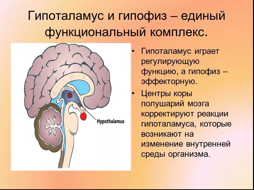 Строение мозга гипофиз. Строение головного мозга гипоталамус и гипофиз. Таламус гипоталамус эпифиз.