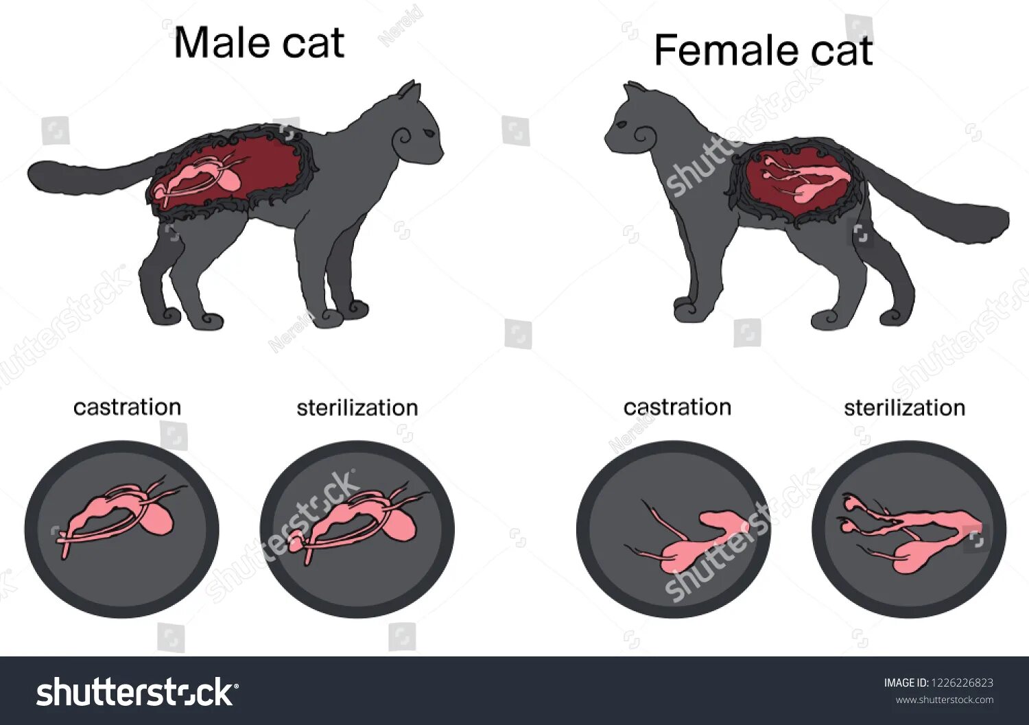 Castration Изображения: просматривайте стоковые фотографии, векторные изображени