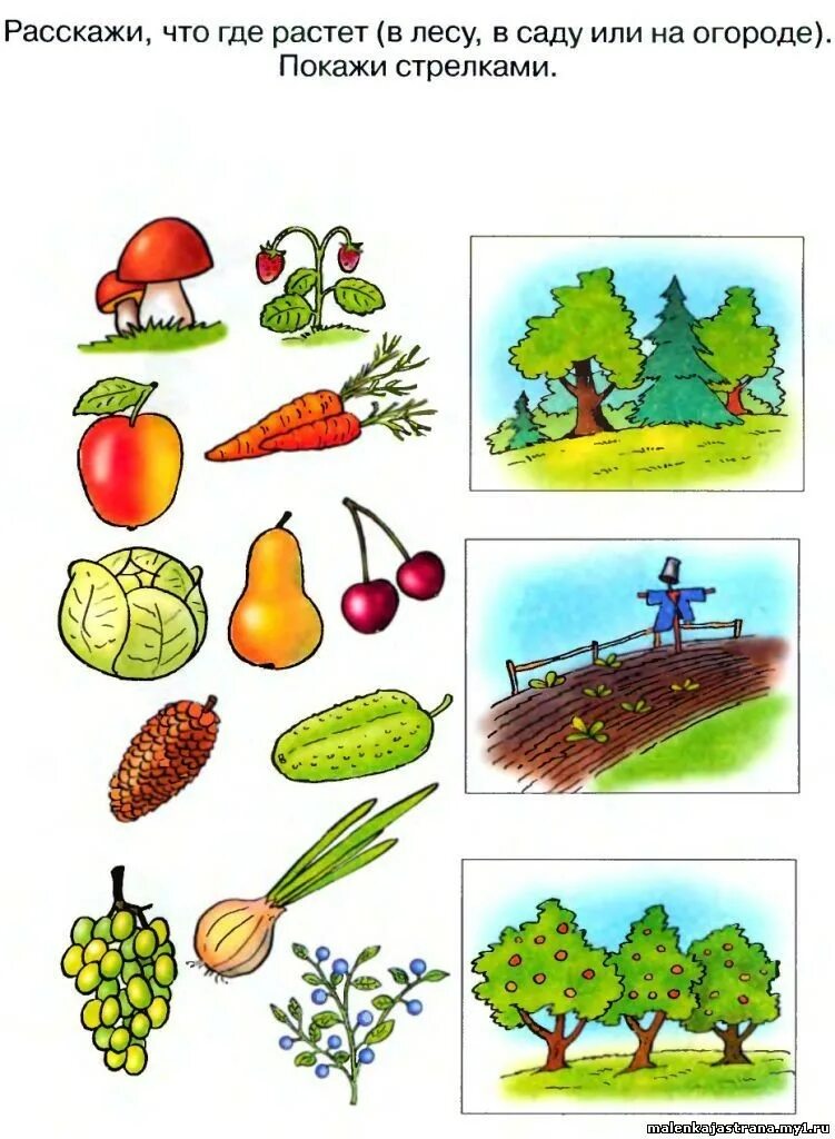 Окружающий мир задания для дошкольников. Задания по окружающему миру для дошкольников. Окружающий мир для дошкольников. Развивающие занятия окружающий мир. Окружающий мир для дошкольников.