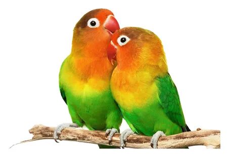 Love birds