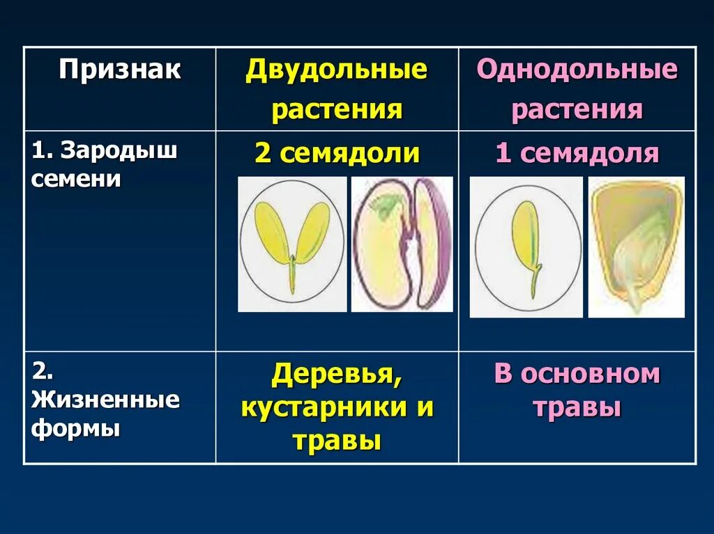 Растения имеют в зародыше семени две семядоли. Однодольных цветковых растений.. Классы цветковых растений. Семядоли. Однодольные или двудольные. Однодольные и двудольные растения.