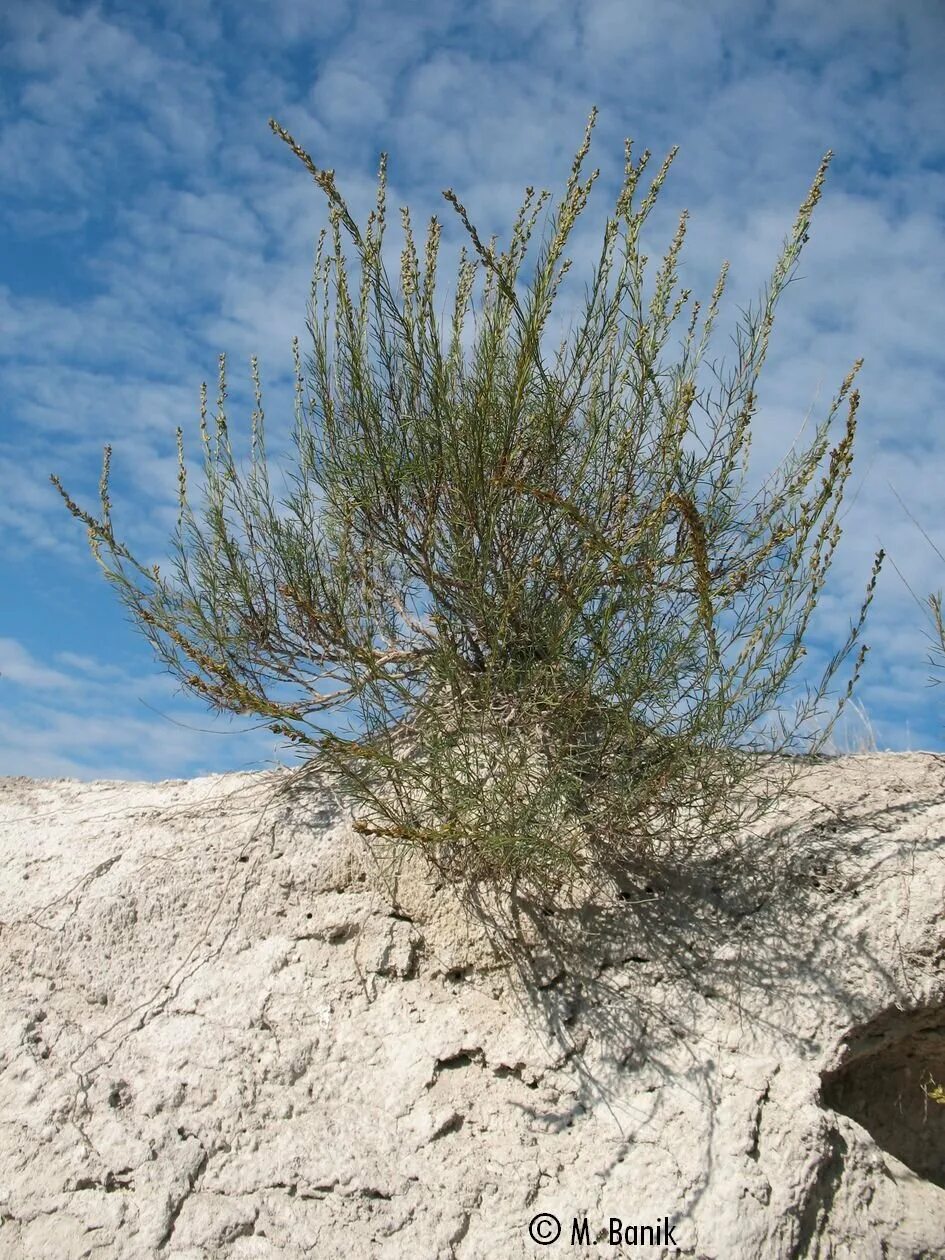 Полынь солянковидная (artemisia salsoloides). Полынь солянковидная описание. Полынь солянковидная. Полынь солянковидная (artemisia salsoloides). Полынь солянковидная фото.