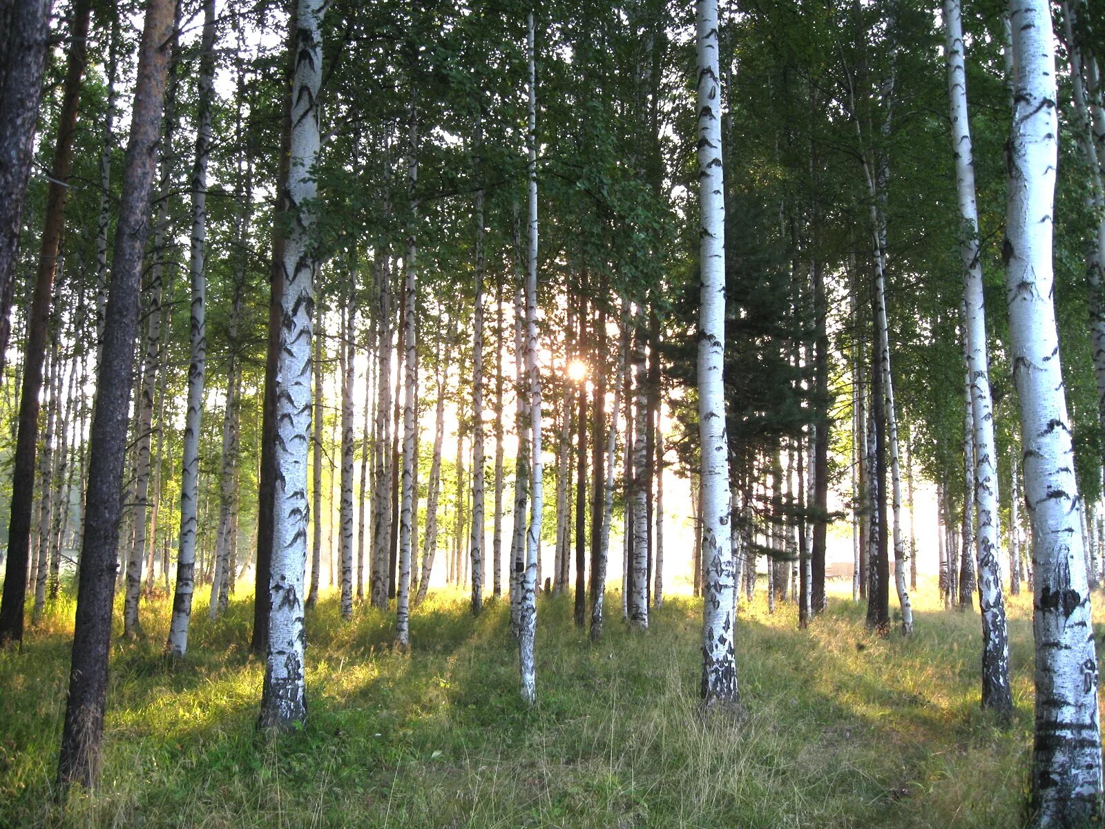 Солнышко березки. Яранская Березовая роща. Березовый лес солнце. Березовая роща солнце. Панорама березового леса.