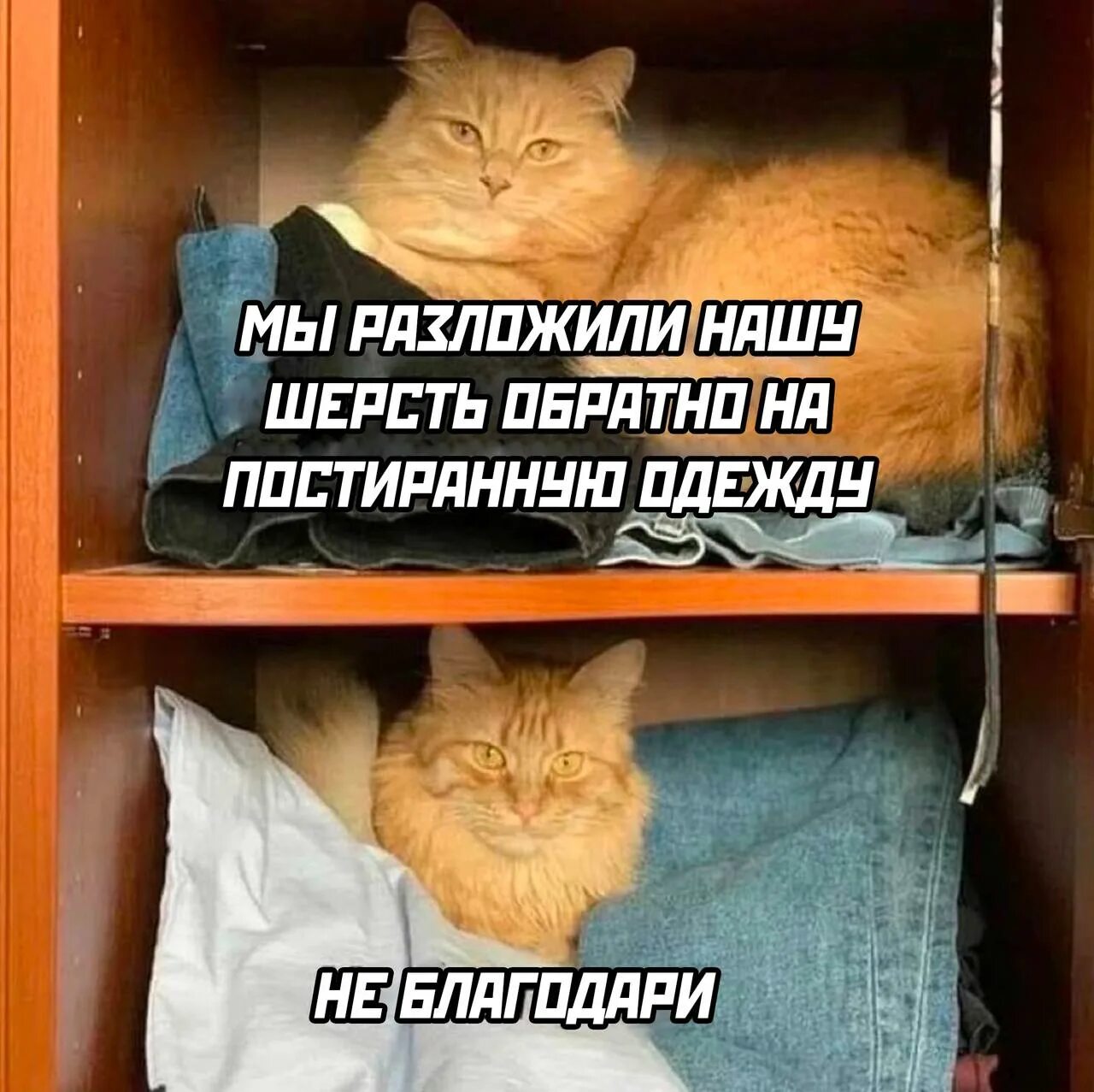 Смешные животные. Ржачные животные. Прикольные фото животных. Удачный кадр на пляже. Далее приколы.