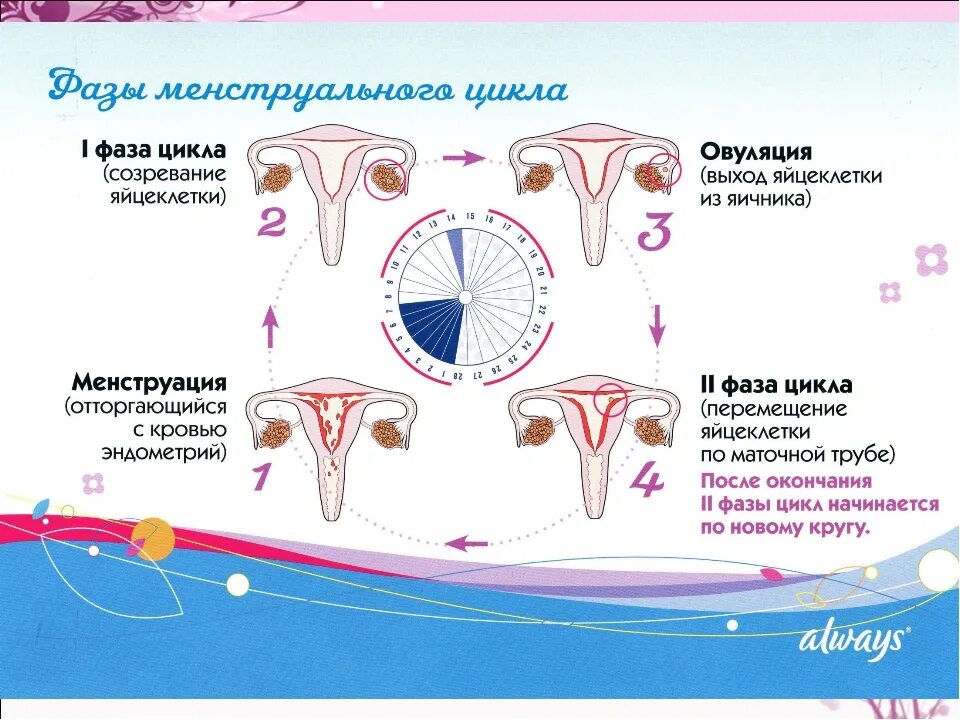 Вторая фаза менструального цикла. 1 Фаза и 2 фаза менструационного цикла. Маточный цикл фазы схема. Цикл месячных фазы цикла.