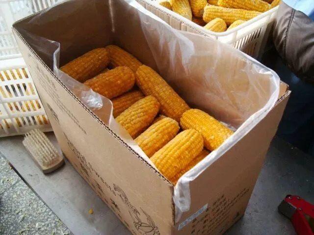 Морозят ли кукурузу в початках на зиму. Кукуруза в початках замороженная. кукуруза початки заморозка. китайская кукуруза в початках. кукуруза початки китай.