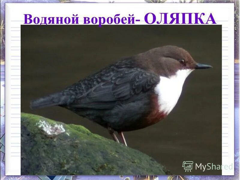 Изложение 2 класс школа россии 2 четверть оляпка. Оляпка изложение для 2 класса презентация. Диктант оляпка. Изложение 2 класс 3 четверть по русскому оляпка. Изложение текста по вопросам оляпка 2 класс школа россии.