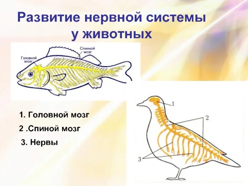 Нервная система животных образуется из. Нервная система животных. нервная система органов животных. типы нервной системы у животных. строение нервной системы животных.