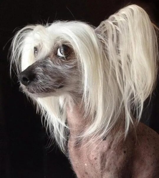 Как выглядит китайская собака File:Chinese Crested Dog hairy hairless  Wikimedia Commons