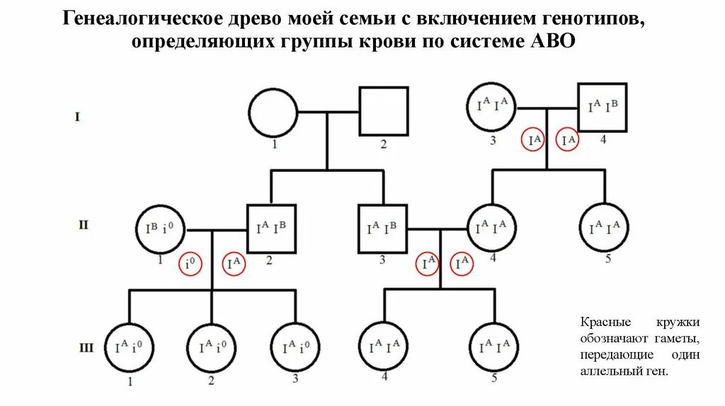 Древо семьи биология генетика. Родословная по группе крови генетика. Как составить родословную схема. Родословная дерево биология 9 класс. Родословная схема по генетике цвет глаз.