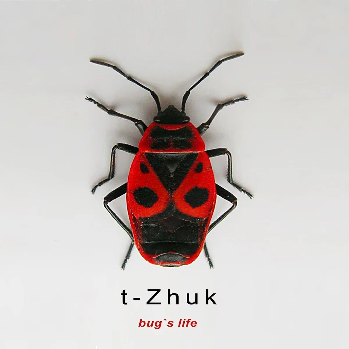 Да это я попался жук. T-zhuk. жук баг. жук michael. жуки обложка альбома.