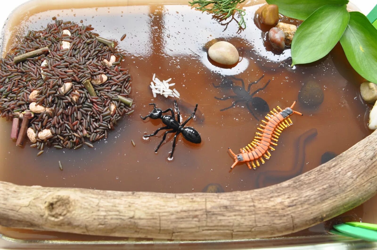 Коробочка насекомое. Коробочка насекомое. Коробочка насекомое. Макет насекомые. Листохвостый богомол.