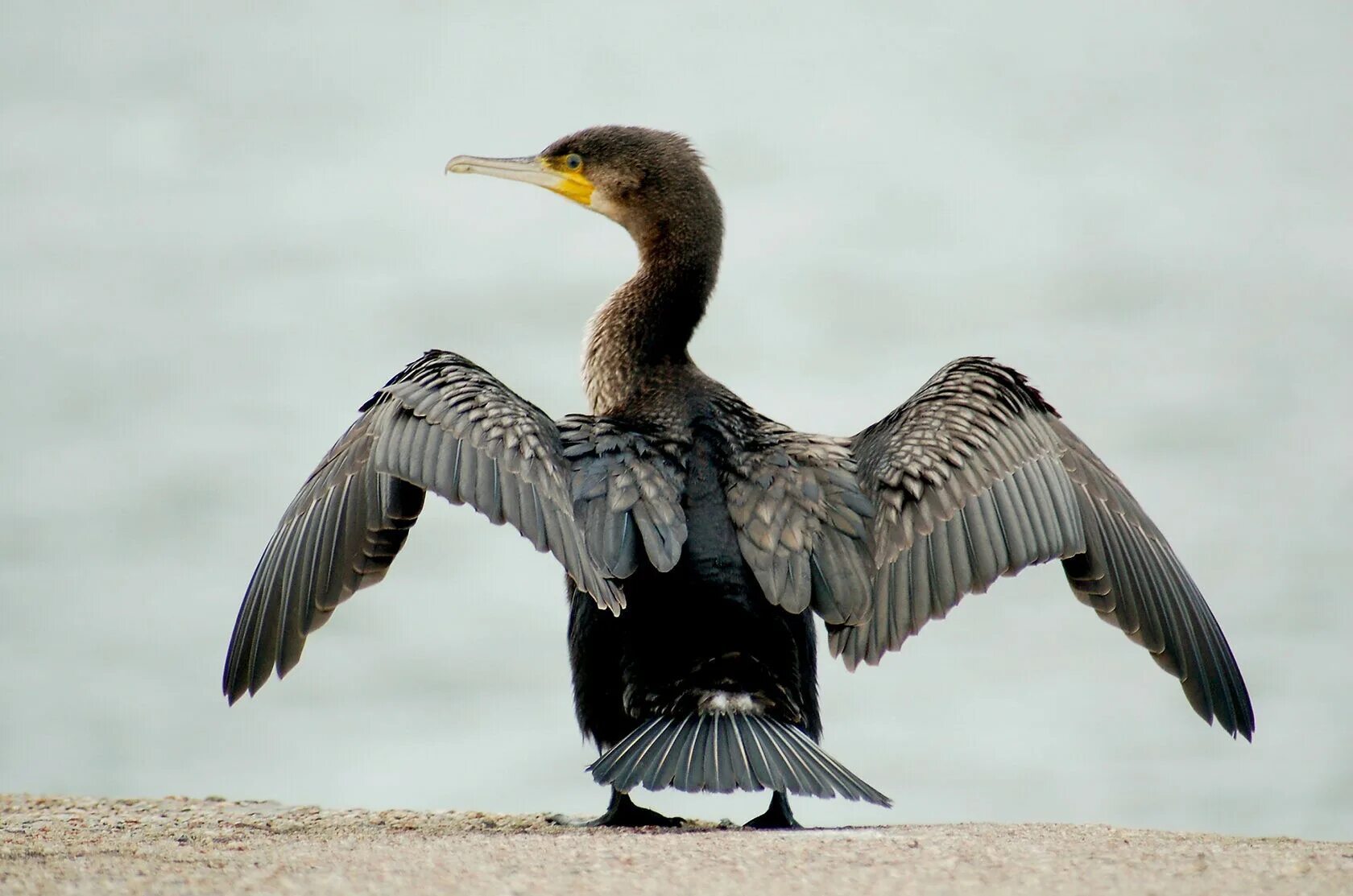 Phalacrocorax Carbo. Большой Баклан Атлантический. Стеллеров Баклан. Очковый Баклан.