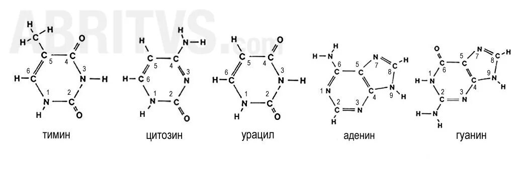 Водородный связи между аденином и тимином. Формулы аденина Тимина цитозина гуанина. Аденин гуанин цитозин Тимин. Тимин гуанин формула. Аденин гуанин цитозин Тимин структурные формулы.