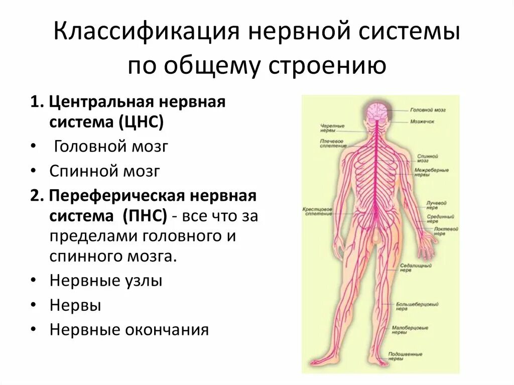 Нервная система строение и функции нервной системы. Основные отделы центральной нервной системы человека схема. Нервная система человека строение и функции схема. Периферическая нервная система схема строения. В состав центральной нервной системы входят