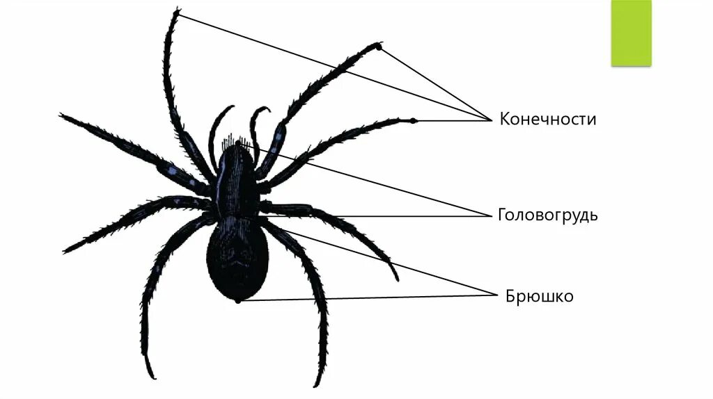 Перечисли паукообразных. Внешнее строение паукообразных. Строение паукообразных 2 класс. Внешнее строение паука. Распространение паукообразных.