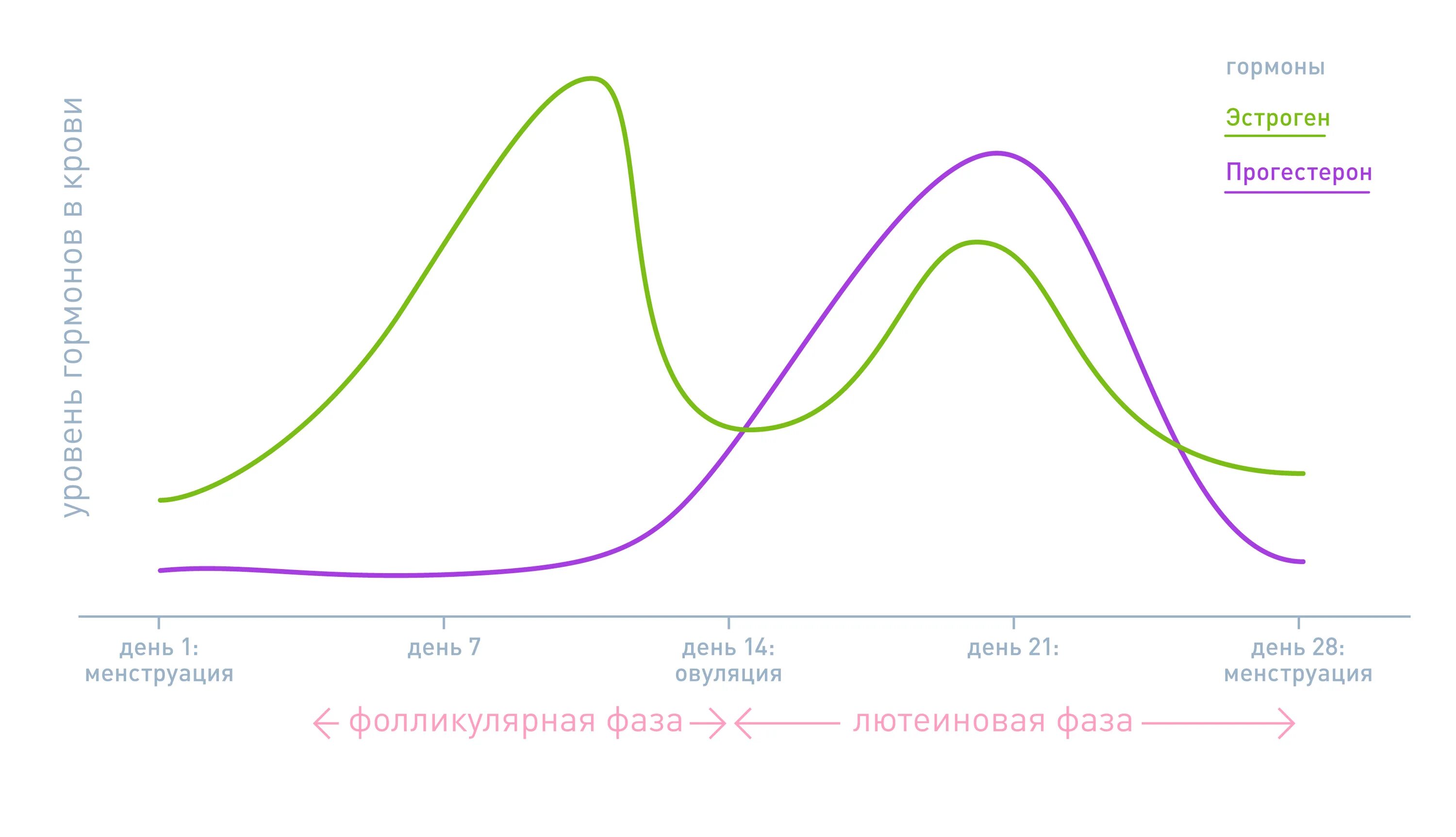 Эстрогены прогестерон женские гормоны. Цикл эстрогена и прогестерона. Прогестерон и эстроген по фазам цикла. Эстроген и прогестерон график.