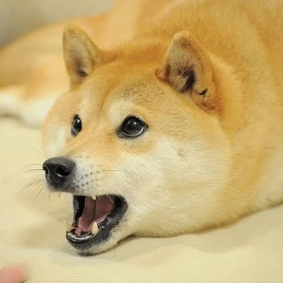 Доге. Собака мем. Маленький догги. Доброе утро doge. Как зовут доге.