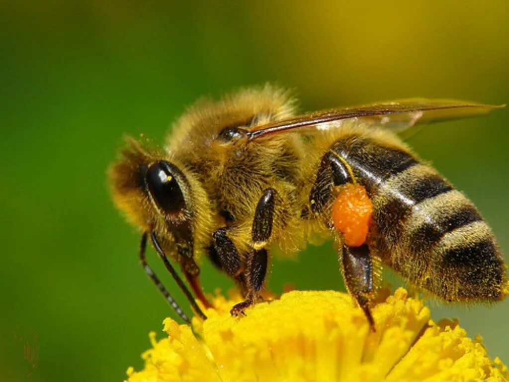 Пчелы и другие насекомые. Пчелы медоносные насекомые. Пчела APIS mellifera. Карпатская медоносная пчела. Дикая медоносная пчела.