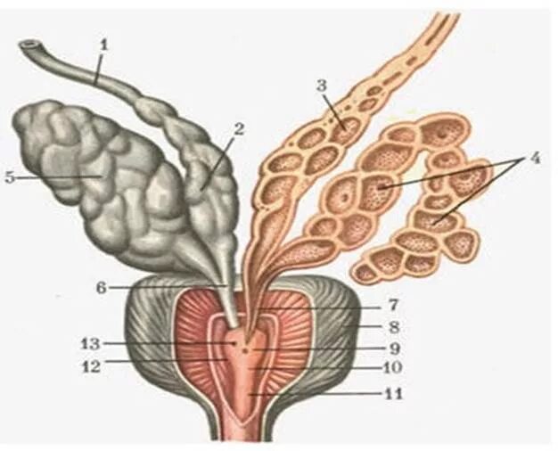Семявыносящий проток и семенные пузырьки. Семенной бугорок предстательной железы. Семенные пузырьки строение. Перешеек предстательной железы анатомия.