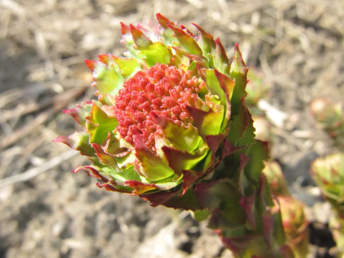 Rhodiola rosea. Родиола розовая. Родиола розовая растение. Золотой корень родиола. Родиола иремельская.