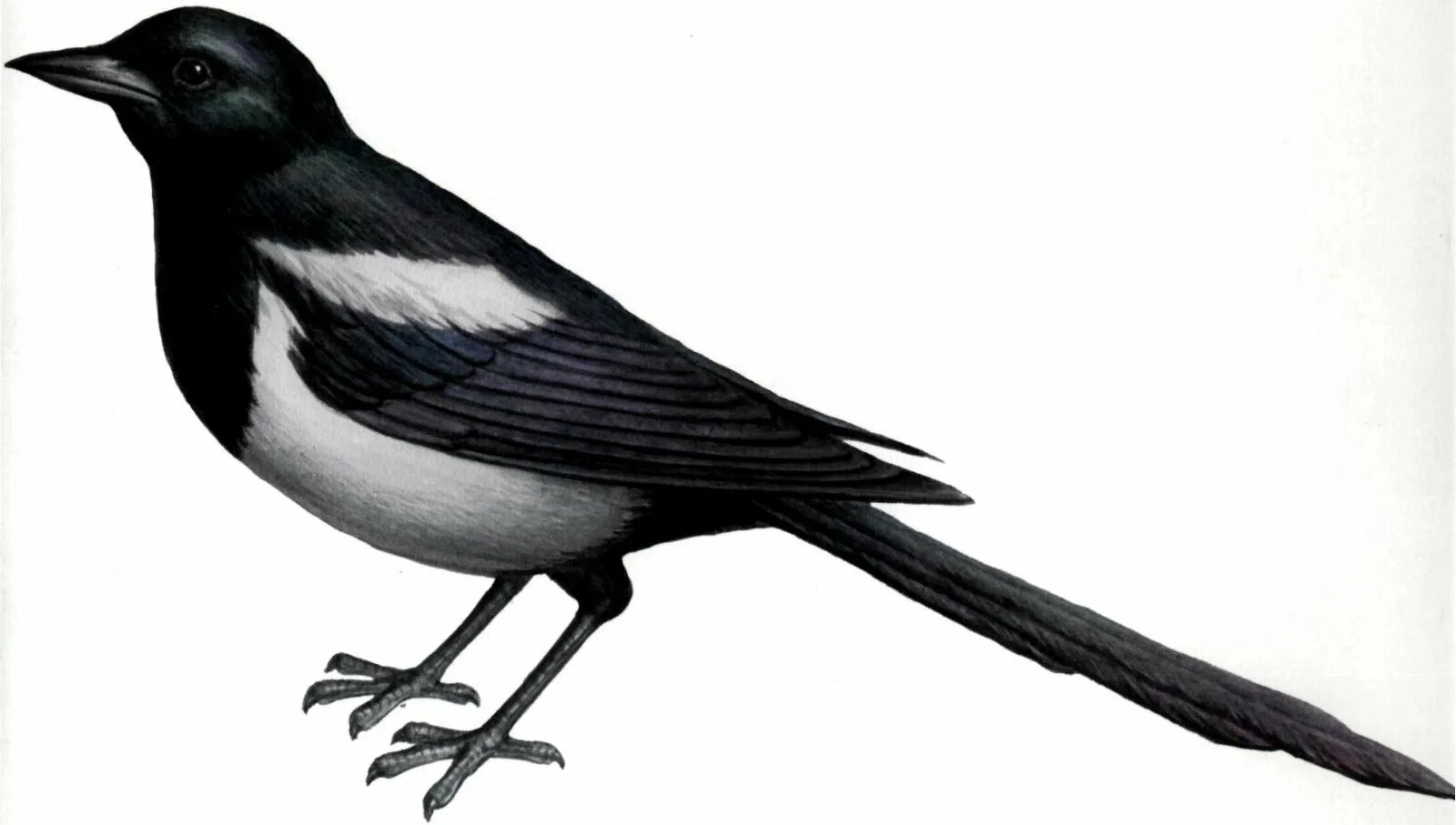 Картинка сорока для детей на белом фоне. Сорока. Сорока на белом фоне. Сорока для детей. Сорока вектор.