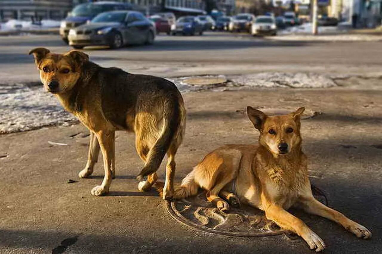 Как собаки становятся бездомные. Бродячие собаки. бродячие собаки в городе. собака на улице. дикие собаки в городе.