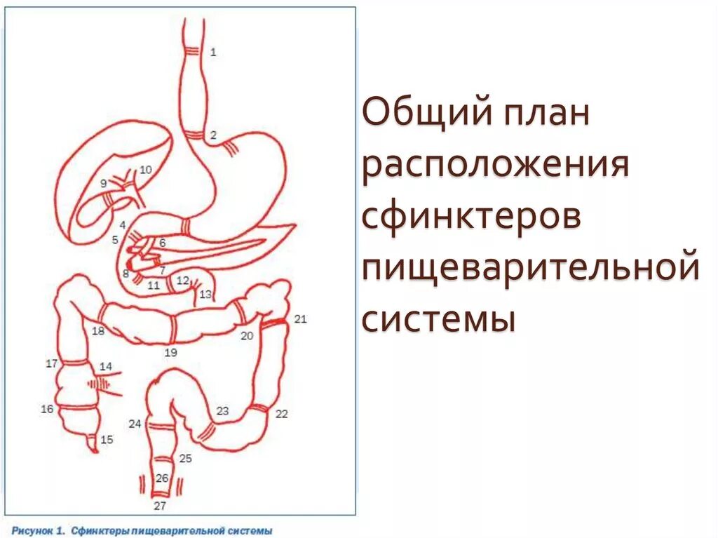 Сфинктеры пищеварительной системы. Сфинктери пишеварителний система. Расположение сфинктеров в пищеварительной системе. Сфинктерный аппарат пищеварительного тракта.